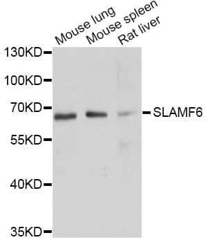 SLAMF6 / NTBA Antibody