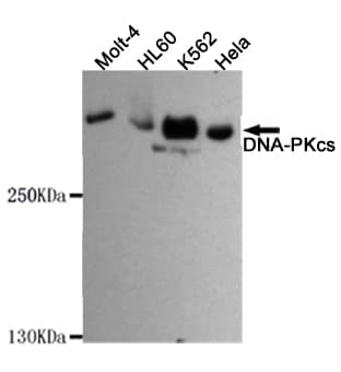 PRKDC / DNA-PKcs Antibody