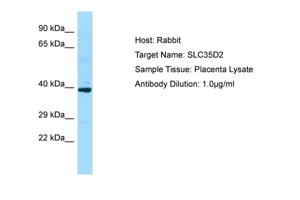 SLC35D2 Antibody (C-Terminus)