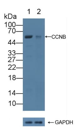 CCNB1 / Cyclin B1 Antibody (aa239-433)