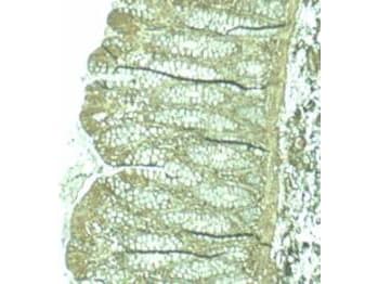 PDCD4 Antibody