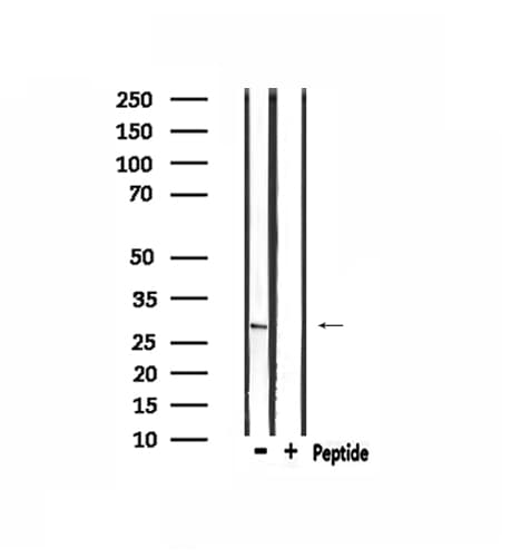 MSX2 / MSH Antibody