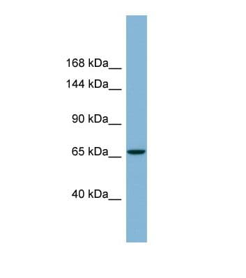 Radil Antibody (C-Terminus)