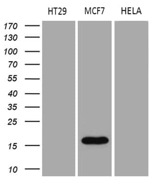 AGR2 Antibody (aa21-175, clone OTI3F2)