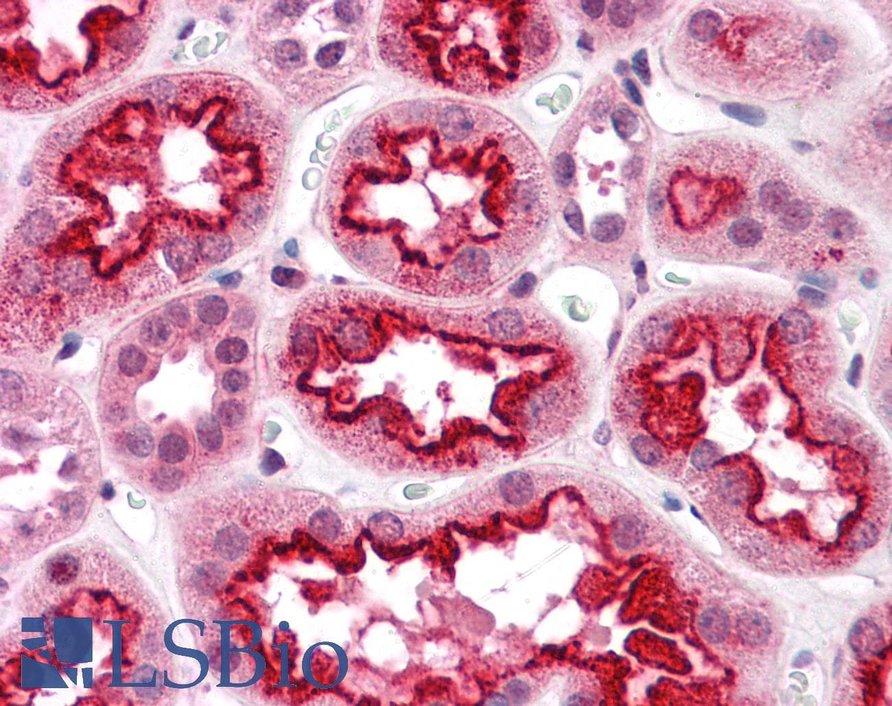 IHC-plus™ NAP1 / TAB3 Antibody