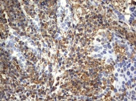 Vimentin Antibody (clone OTI1A9)