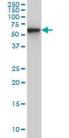 Monoclonal Mouse anti-Human CLK3 Antibody (clone 1F10, IHC, IF, WB)