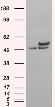IHC-plus™ NONO / P54NRB Antibody (aa455-467)