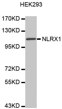 NLRX1 Antibody