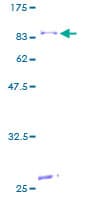 Human CYP4F12 Protein (Recombinant GST)