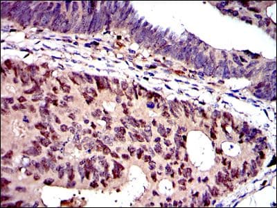 MCM2 Antibody (clone 2B3)