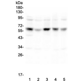 CDK8 Antibody
