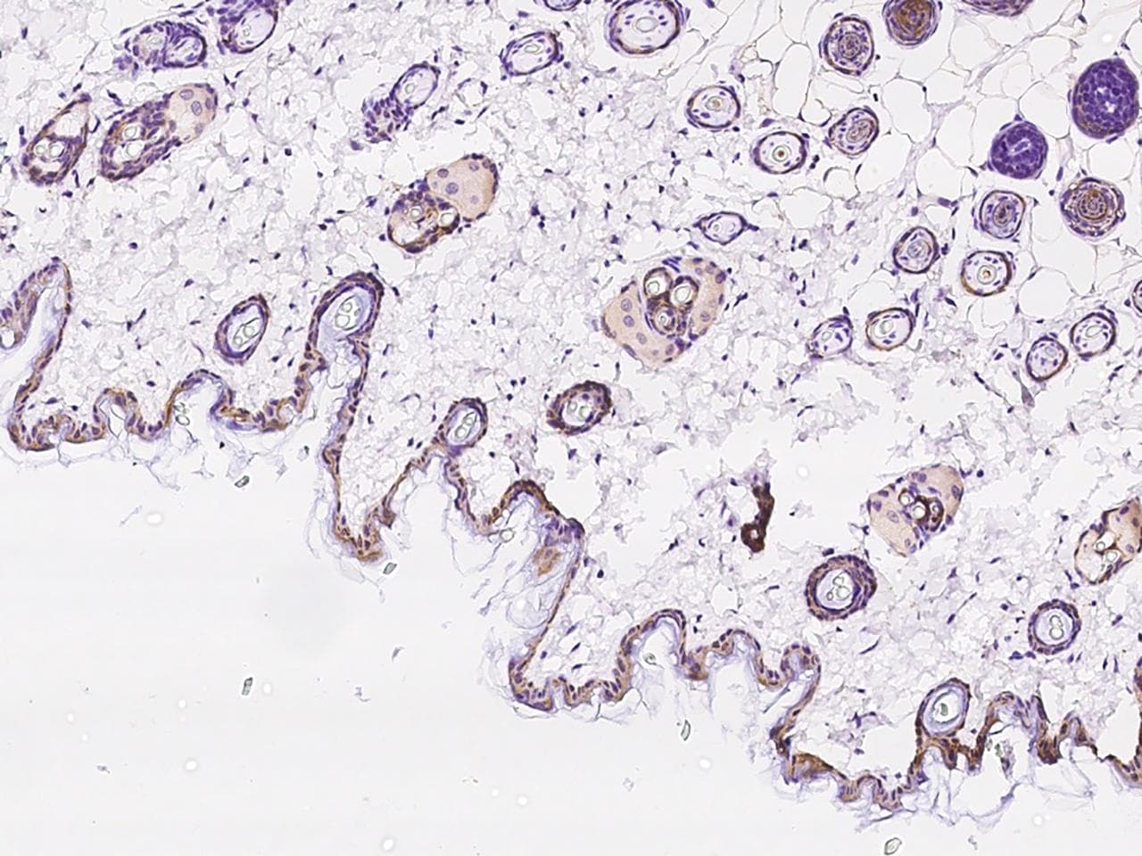 SFN / Stratifin / 14-3-3 Sigma Antibody (Preservative Free)