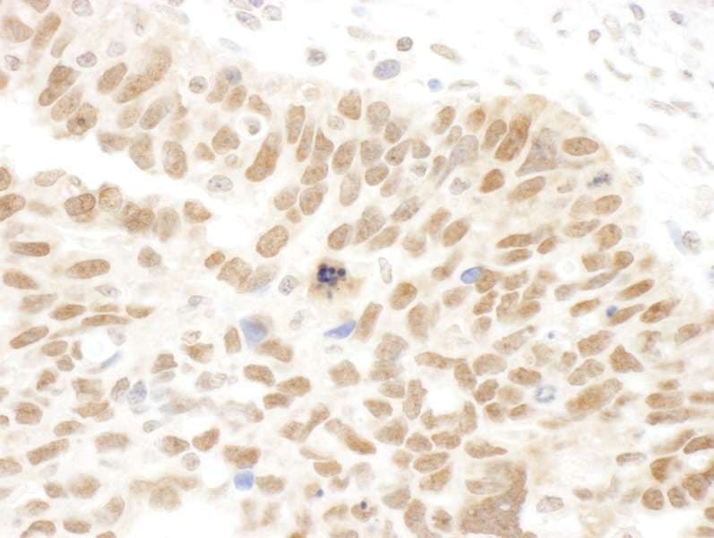 Polyclonal Rabbit anti-Human FAM175A / CCDC98 Antibody (aa400-409, IHC)