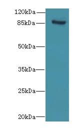 NOL10 Antibody