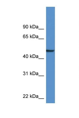 Polyclonal Rabbit anti-Mouse NPTX1 Antibody (aa186-235, WB)