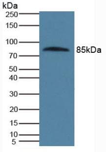 PROS1 / Protein S Antibody (aa481-667)
