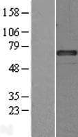 SERPING1 / C1 Inhibitor Protein (Over-Expression Lysate Myc-DDK (Flag))
