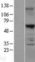 TRAF6 Protein (Over-Expression Lysate Myc-DDK (Flag))