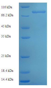 Human ZNF155 Protein (Recombinant His-SUMO)