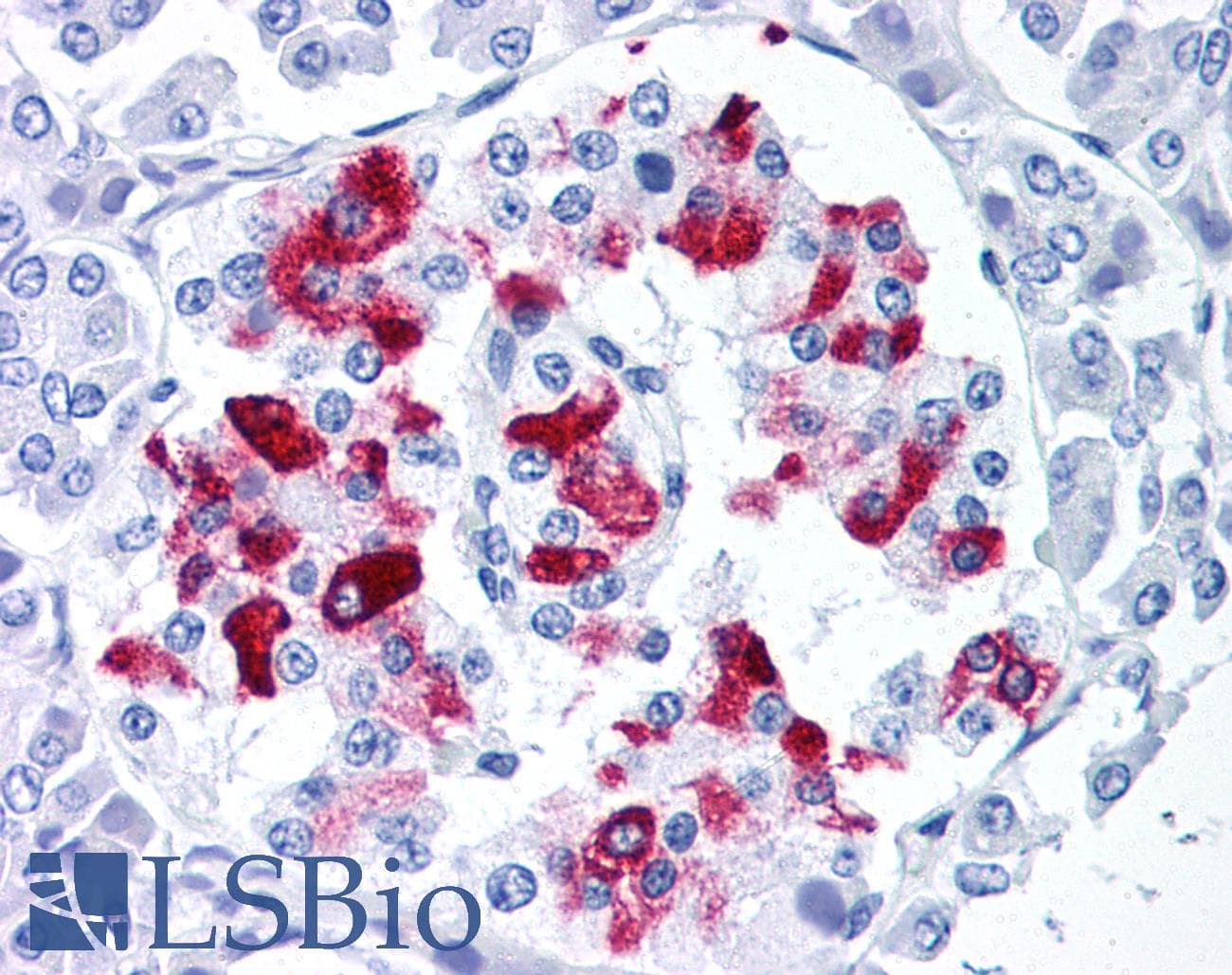 IHC-plus™ Monoclonal Mouse anti-Human IAPP / Amylin Antibody (clone R10/99, Supernatant, IHC, IF)