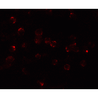 IHC-plus™ ATF6 Antibody