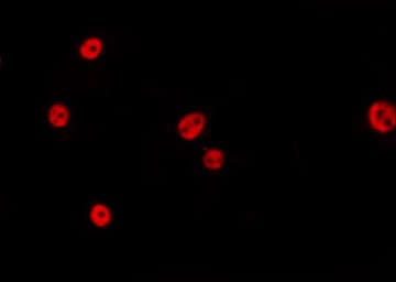 Polyclonal Rabbit anti-Human CDC40 Antibody (IF, WB)