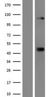 SREBF2 / SREBP2 Protein (Over-Expression Lysate Myc-DDK (Flag))
