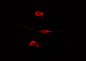 WWOX Antibody