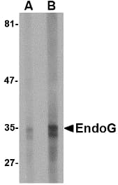 Endonuclease G / ENDOG Antibody (clone 7G1G10)