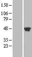 PGK2 Protein (Over-Expression Lysate Myc-DDK (Flag))