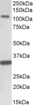 PathPlus™ c-Kit / CD117 Antibody (aa685-697)