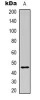 LAMP2 / CD107b Antibody (Internal)