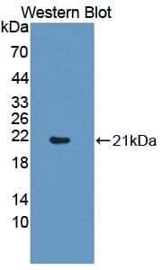 SMARCA3 / HLTF Antibody (aa837-996, APC)