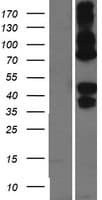 ASGR2 Protein (Over-Expression Lysate Myc-DDK (Flag))