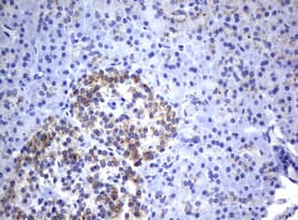 NEU1 / NEU Antibody (clone OTI3B3)