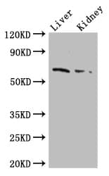 FZD9 / Frizzled 9 Antibody