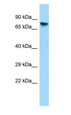 GTPBP4 Antibody (C-Terminus)