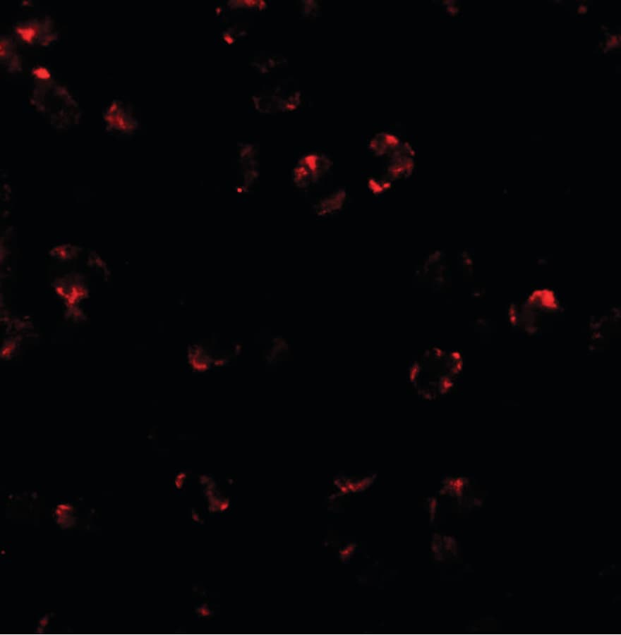 IHC-plus™ LEMD2 Antibody