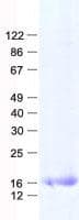 Human MRPL27 Protein (Recombinant His, N-Terminal)