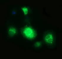 CD163 Antibody (clone 3B4, Carrier-free)