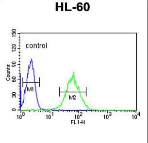 SNRPD1 / SMD1 Antibody (aa46-78)