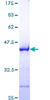 Human BAG1 / BAG-1 Protein (Recombinant GST, N-terminus)