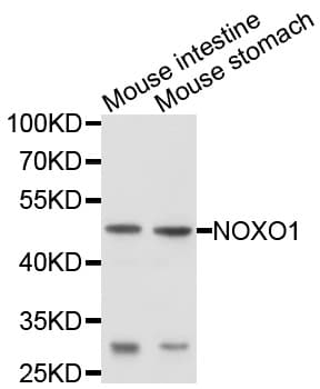 NOXO1 Antibody