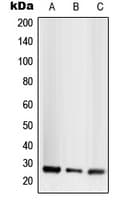 TNFSF13 / APRIL Antibody (Internal)
