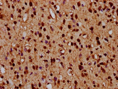HIST1H4I Antibody
