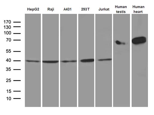 Monoclonal Mouse anti-Human GLRX3 / Glutaredoxin 3 Antibody (clone OTI2F2, Carrier-free, WB)