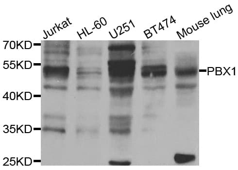 PBX1 Antibody