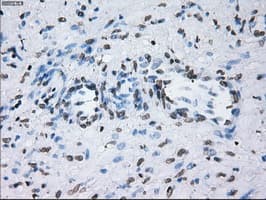 Monoclonal Mouse anti-Human ID3 Antibody (clone OTI15F4, IHC, IF, WB)