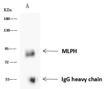 MLPH / Melanophilin Antibody